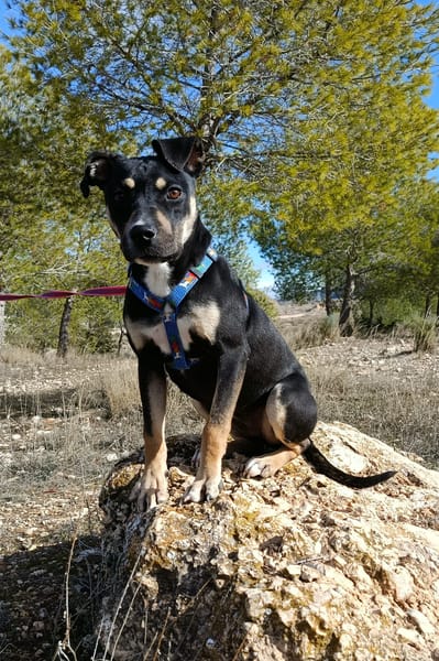 MIREL (Patas Jumila)