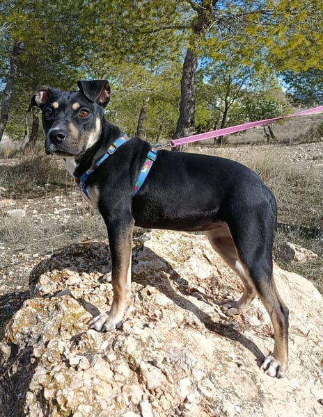 MIREL (Patas Jumila)