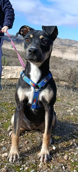 MIREL (Patas Jumila)