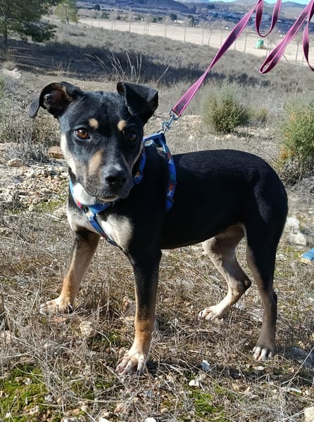 MIREL (Patas Jumila)