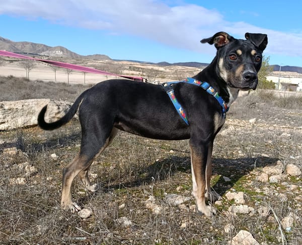 MIREL (Patas Jumila)