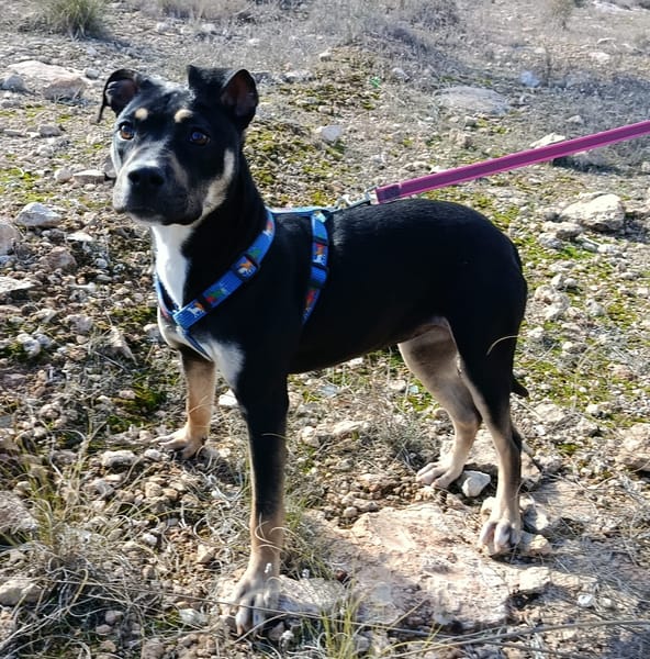 MIREL (Patas Jumila)