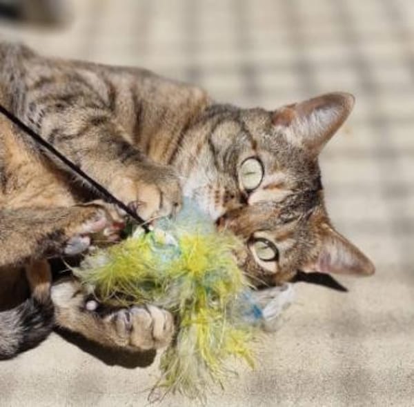 Menschenbezogene Katze Lizzie