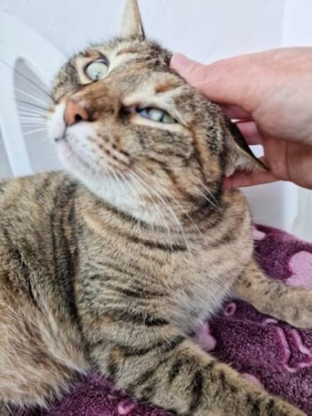 Menschenbezogene Katze Lizzie