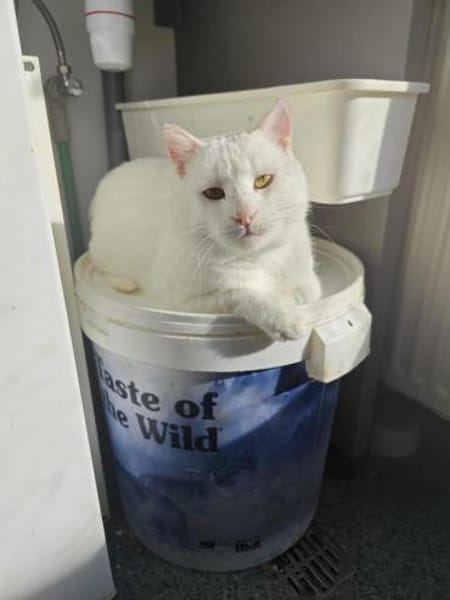 Hübscher, tapferer Kater Cole