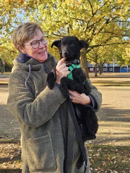 Yuna kroatischer Schäferhund Mix Hündin