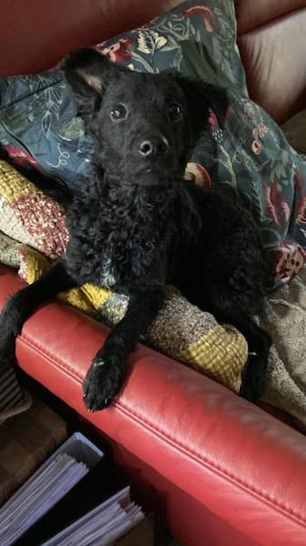 Yuna kroatischer Schäferhund Mix Hündin