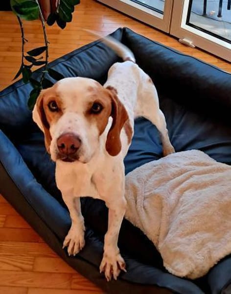 Baksi / Benni Bracke Mischling Rüde