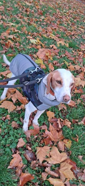 Baksi / Benni Bracke Mischling Rüde