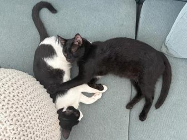 Kleiner Pirat Charly sucht Zuhause