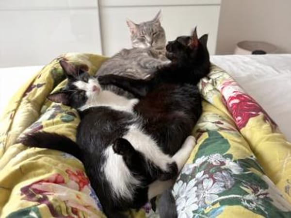 Kleiner Pirat Charly sucht Zuhause