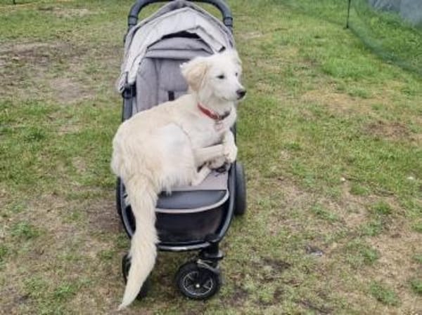 Queen sucht aktives Zuhause