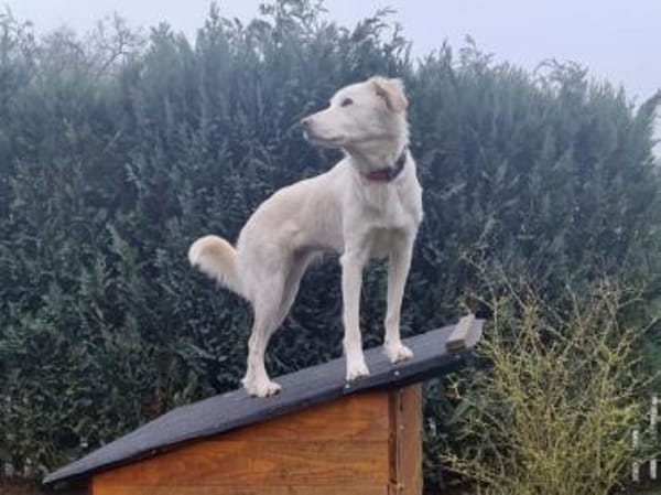 Queen sucht aktives Zuhause