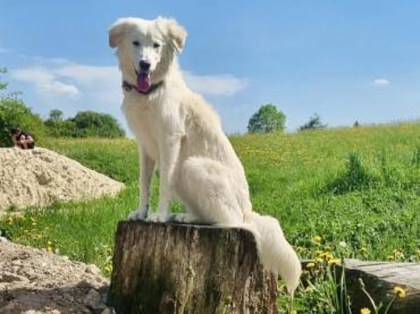 Queen sucht aktives Zuhause