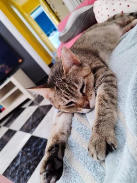 Sanfte, verträgliche Katze Greta