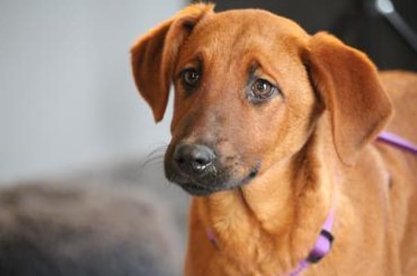 Liebe Maxima sucht ihr Zuhause....