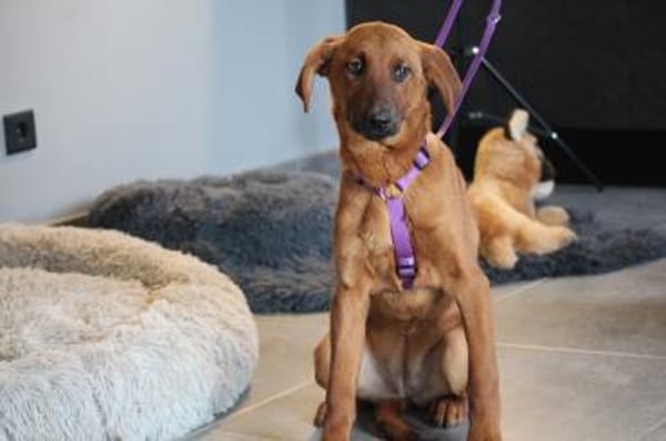 Liebe Maxima sucht ihr Zuhause....