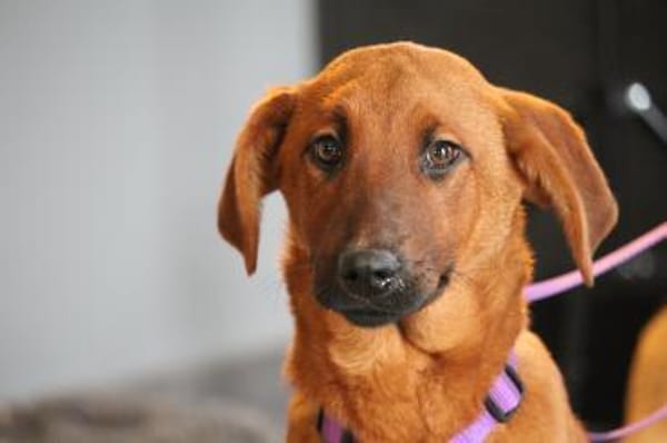 Liebe Maxima sucht ihr Zuhause....