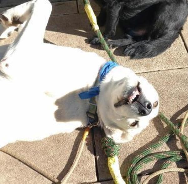 Luna große Hündin Mischling sucht Heim