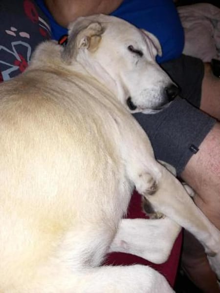 Luna große Hündin Mischling sucht Heim