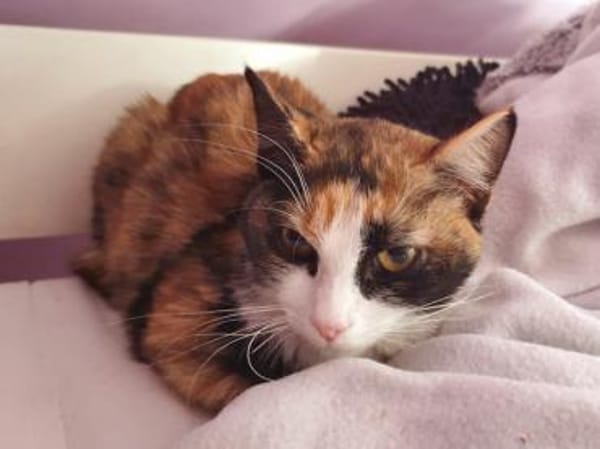 Kleine Schönheit Romanina sucht Zuhause