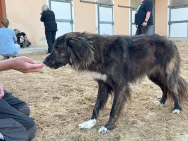 Dick sucht sein Zuhause