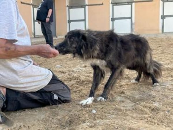 Dick sucht sein Zuhause