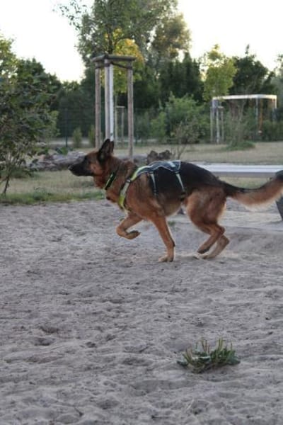 Bentley  Schäferhund mit Power und Herz
