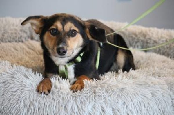 Dorino sucht sein Glück...