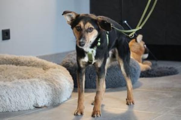 Dorino sucht sein Glück...