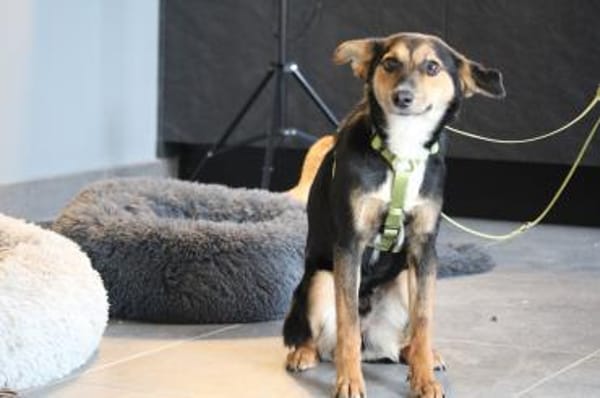 Dorino sucht sein Glück...