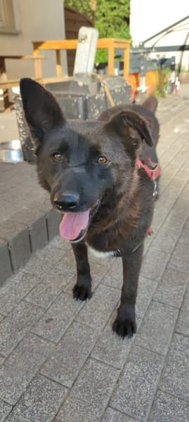 Raven - unkomplizierter Seniorenhund