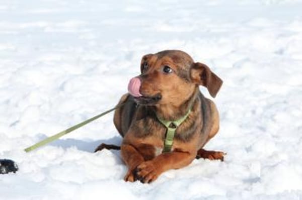 Jando möchte sein Herz verschenken...