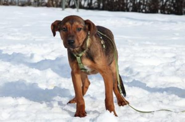 Jando möchte sein Herz verschenken...