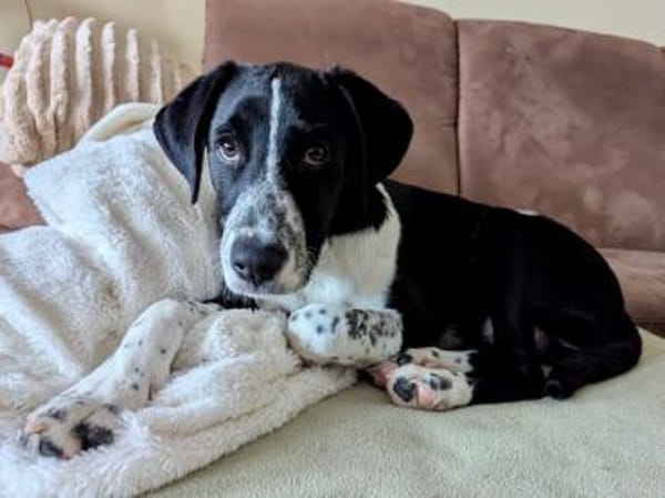 Paolino sucht Familienanschluss