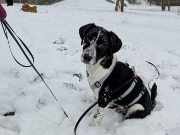 Paolino sucht Familienanschluss