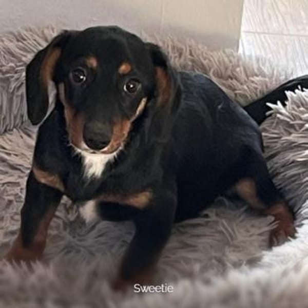 ❤ Sweetie & Bella ❤ vereinte Seelchen