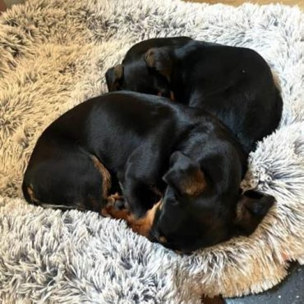 ❤ Sweetie & Bella ❤ vereinte Seelchen