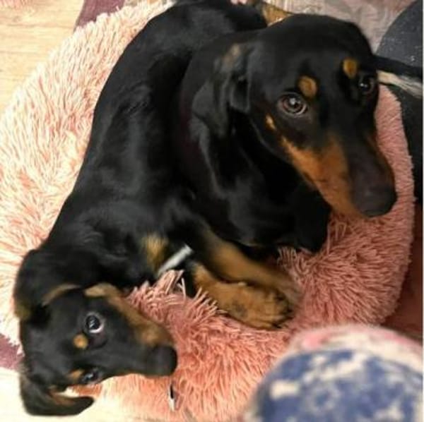 ❤ Sweetie & Bella ❤ vereinte Seelchen