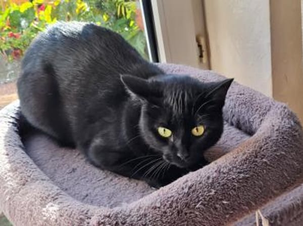 Kleine Giorgina wünscht sich Familie