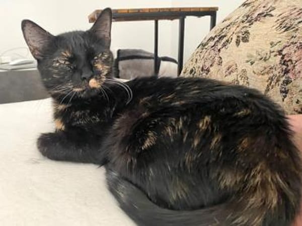 Verschmuste Bonnie sucht ihr Zuhause