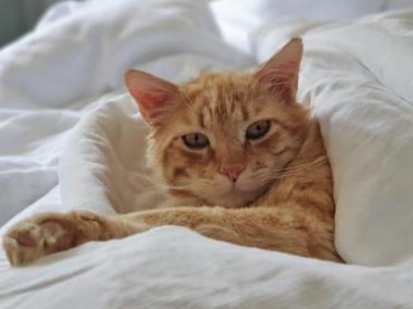 Wer gibt freundlichem Pepsi ein Zuhause?