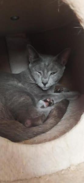 Fröhlicher Zaika in Köln (ALO)