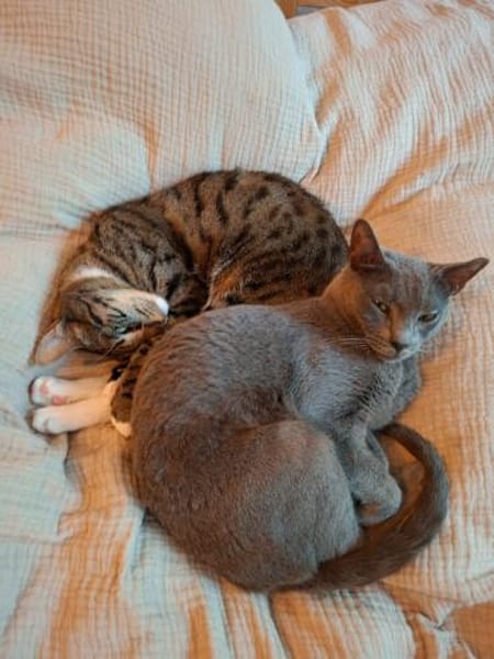 Fröhlicher Zaika in Köln (ALO)