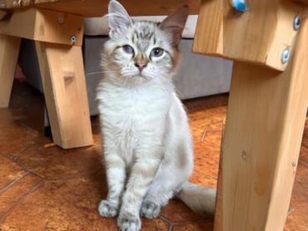 Mimir sucht mit Schwester Beta ein Heim