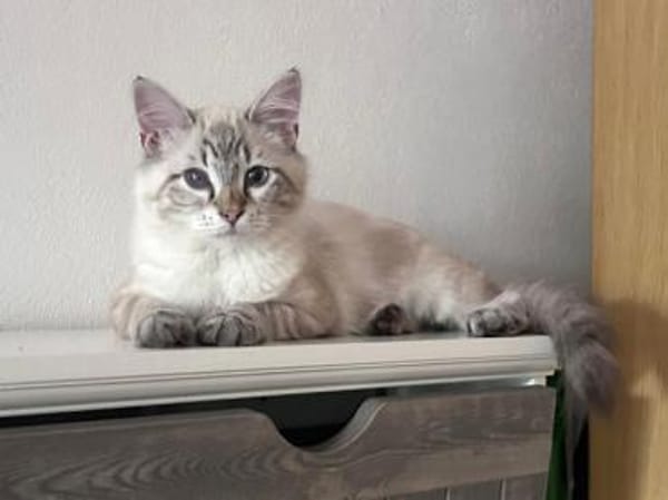 Mimir sucht mit Schwester Beta ein Heim