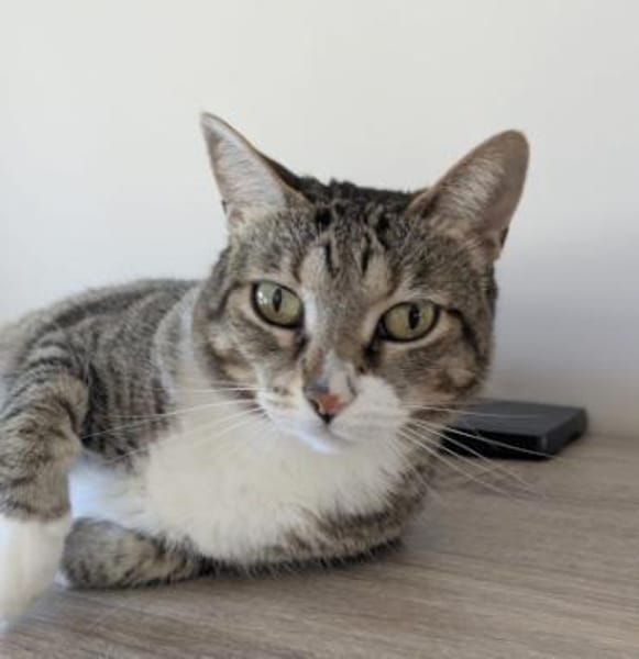 Zutrauliche Katze Milagrin (3 Beine)