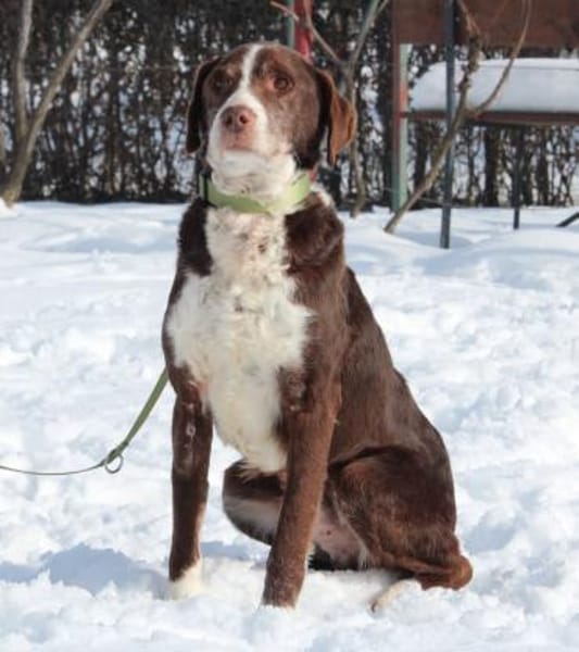 Marley sucht ein liebevolles und ruhiges