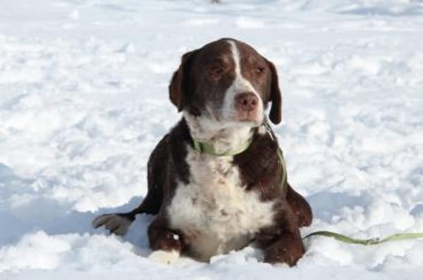 Marley sucht ein liebevolles und ruhiges