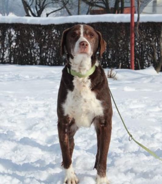 Marley sucht ein liebevolles und ruhiges